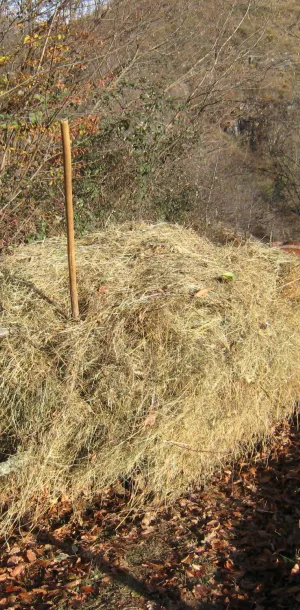 Single horse