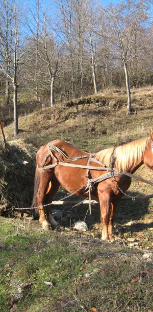 Sled
