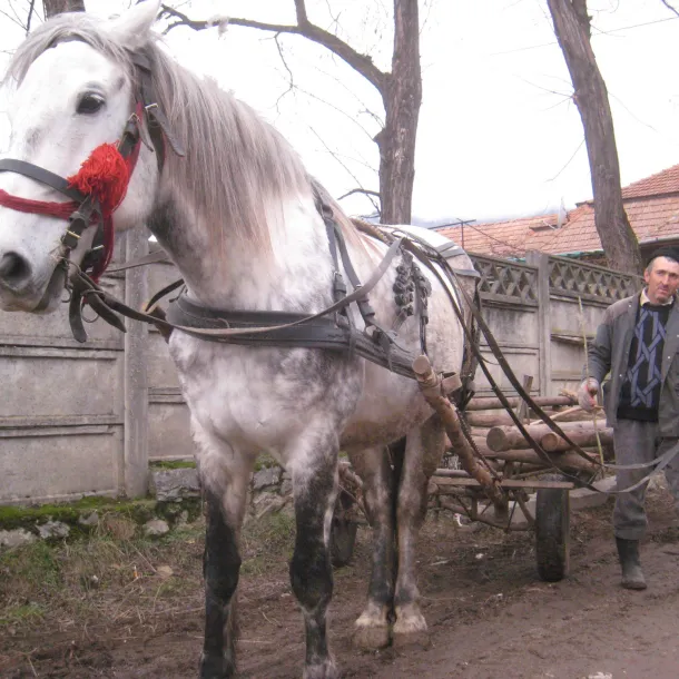 Horse and Cart