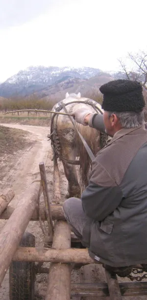 Single horse