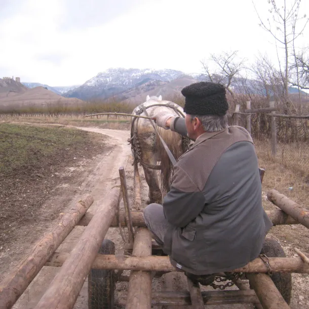 Single horse