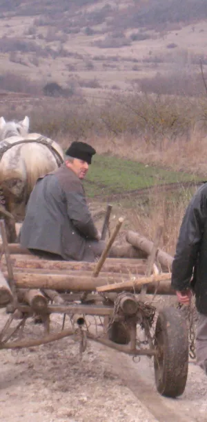 Single horse