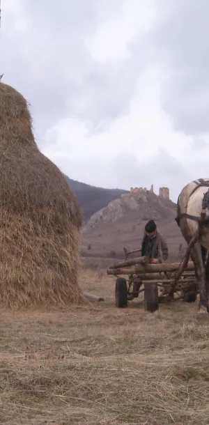 Single horse