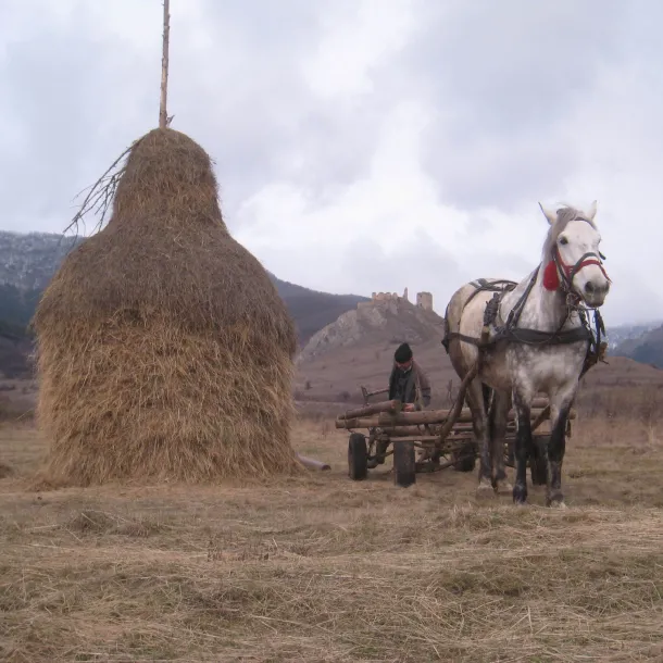Single horse