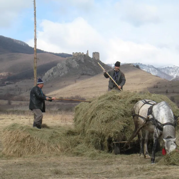Single horse