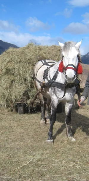 Single horse