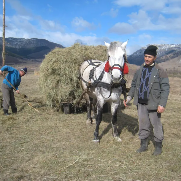 Single horse