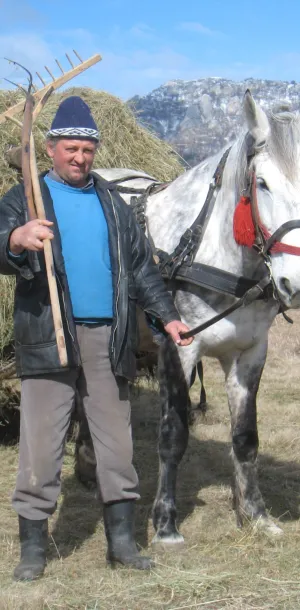 Single horse
