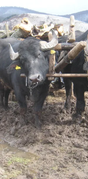 Yoked cattle
