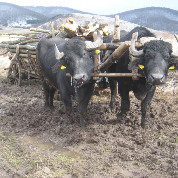 Yoked cattle