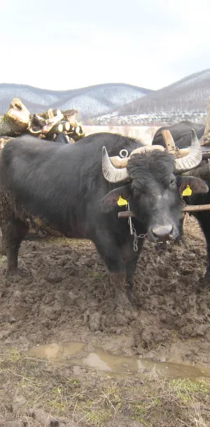 Yoked cattle
