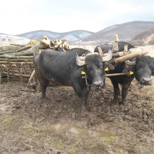Yoked cattle