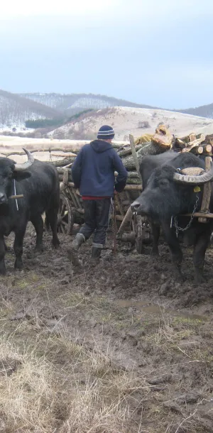Yoked cattle