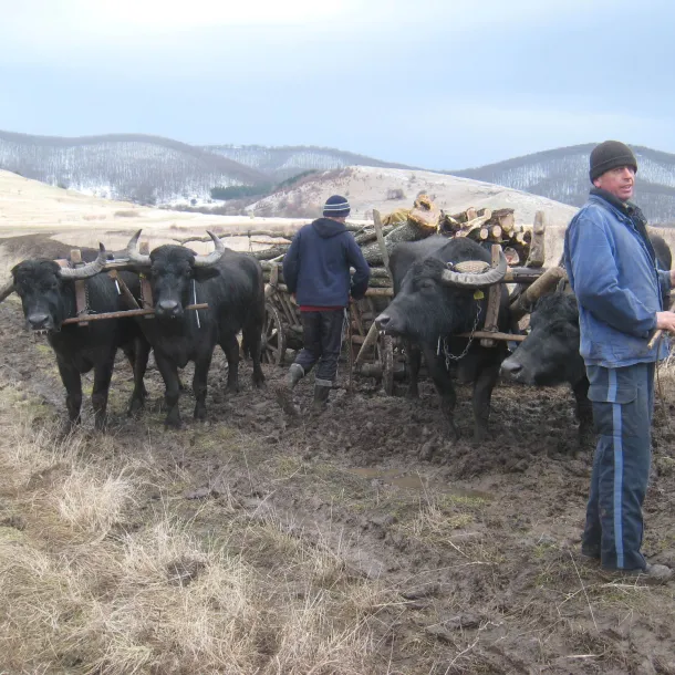 Yoked cattle