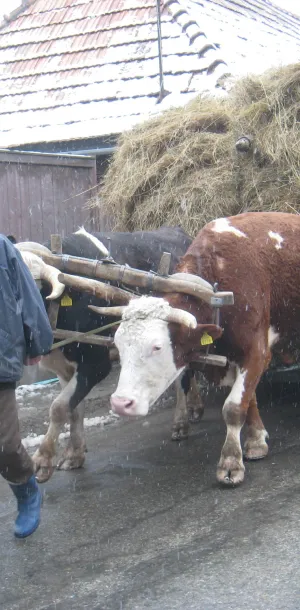 Yoked cattle