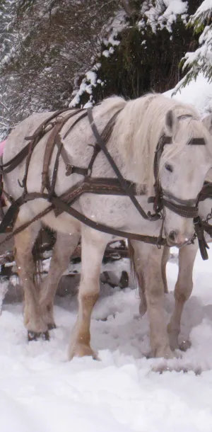 Sled