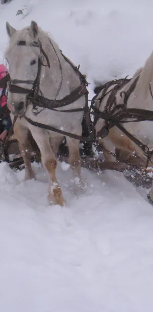 Sled