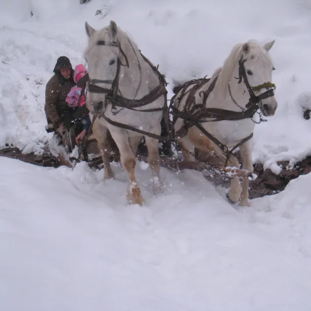 Sled