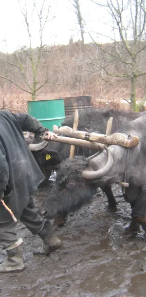 Yoked cattle