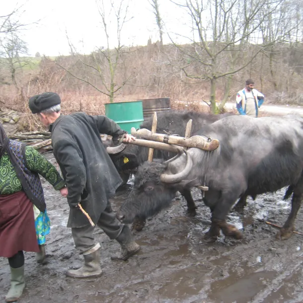 Yoked cattle