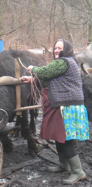 Yoked cattle