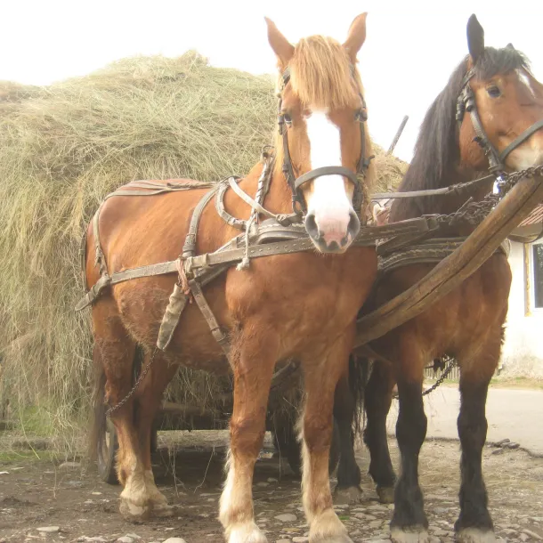 Two Horses