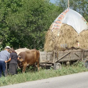 Cattle pulling cart