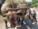 Yoked cattle