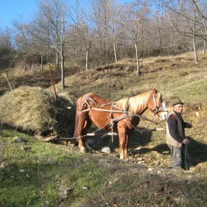 Farmer with horse pulling cart of hay