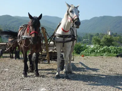 two horses pulling a cart