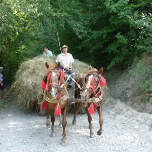 Horses pulling cart of hay