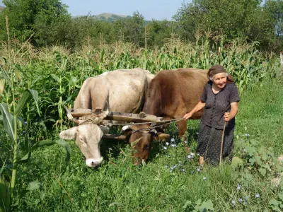old lady with yoked cattle